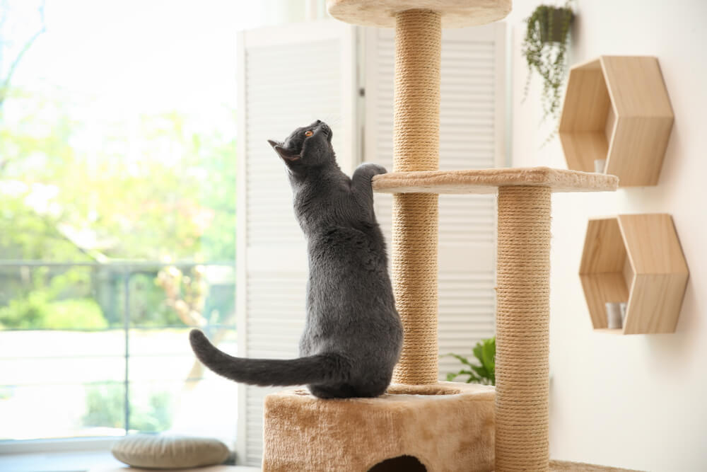 Front Page -Pet Shop A grey cat on a cat tower
