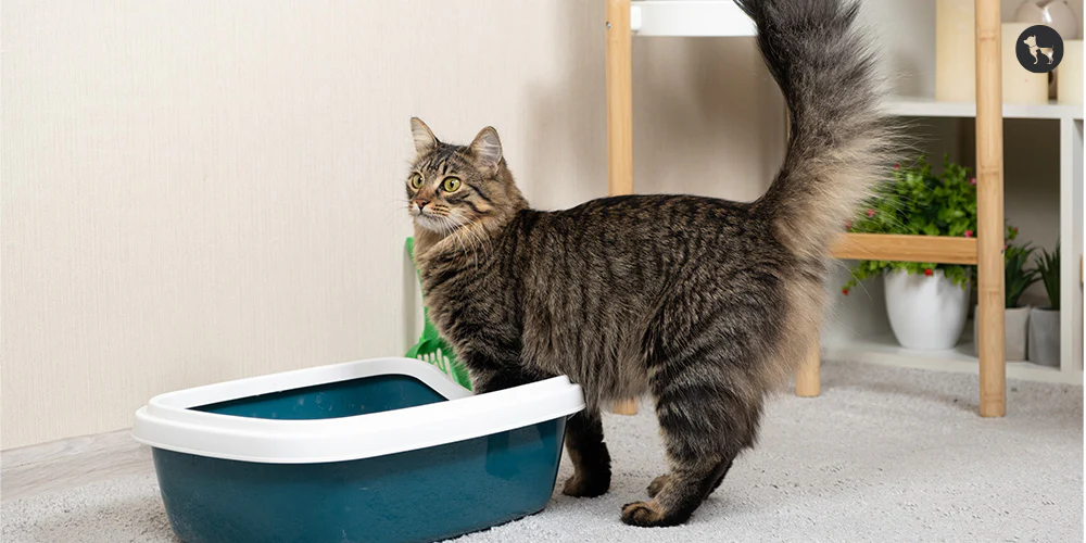 Front Page -Pet Shop Artboard 5 1