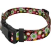Country Brook Petz Daisy Fields Deluxe Dog Collar And Leash -Pet Shop GUEST 00ed8137 b0a0 49b0 a4e0 86a9ed2ac72f