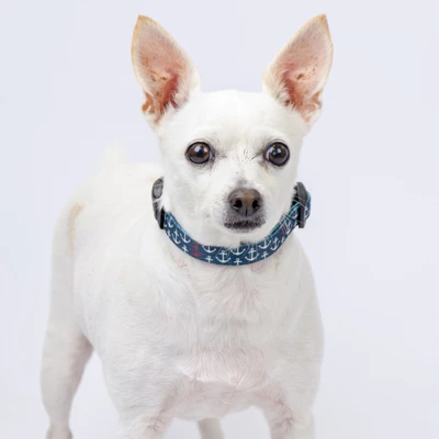 Country Brook Petz Deluxe Dog Collar - Summer Breeze Collection - Made In The U.S.A. 3 Country Brook Petz Deluxe Dog Collar - Summer Breeze Collection - Made In The U.S.A.