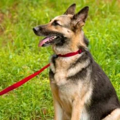 Country Brook Petz American Made Deluxe Nylon Dog Collar -Pet Shop GUEST 05789124 5389 4b4d b1a5 550ee113b4cc