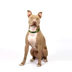 Country Brook Petz Clovers In The Wind Martingale Dog Collar -Pet Shop GUEST 090d4fc7 9dcc 4a0b 8a6c f35d1601d0f9