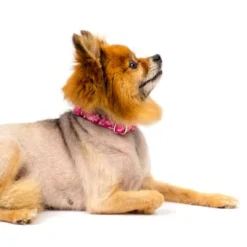 Country Brook Petz Pink Bone Camo Martingale Dog Collar -Pet Shop GUEST 0a0b1f4a 9617 4dc7 9409 6feb1ff139dc