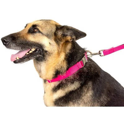 Country Brook Petz Premium Nylon Dog Collar 11 Country Brook Petz Premium Nylon Dog Collar - Image 9