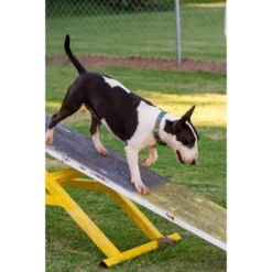 Country Brook Petz Tie Dye Stripes Martingale Dog Collar -Pet Shop GUEST 0d4e7b7a 0658 4735 ac53 4c911aa77136