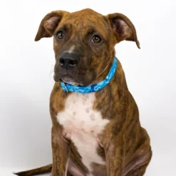 Country Brook Petz Premium Blue Bone Camo Collar And Leash