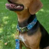 Country Brook Petz Premium Dinosaurs Dog Collar