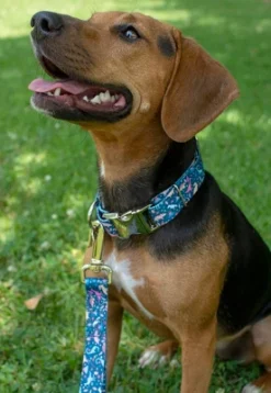 Country Brook Petz Premium Dinosaurs Dog Collar