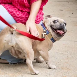 Country Brook Petz Signature Dog Collar Collection -Pet Shop GUEST 133666f9 ae60 4065 b5b2 48e560138013