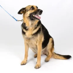 Country Brook Petz - Mermaid Scales Martingale Dog Collar -Pet Shop GUEST 1499e1f6 de34 4d01 b6fe 50815db8face