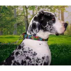 Country Brook Petz Tie Dye Stripes Martingale Dog Collar -Pet Shop GUEST 16c2cb3c 8d0a 4005 bc60 b952754de0fc
