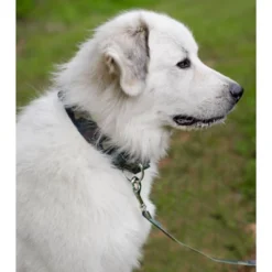 Country Brook Petz Woodland Camo Martingale Dog Collar -Pet Shop GUEST 1759c306 d8cb 4f5d a53a e1ccabd6a011