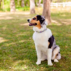 Country Brook Petz 1 1/2 Inch Deluxe Yellow Boho Mandala Dog Collar -Pet Shop GUEST 1a523149 511c 48b3 af00 14a8ceee79d1 1