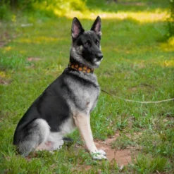 Country Brook Petz 1 1/2 Inch Happy Jack Martingale Dog Collar