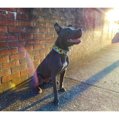 Country Brook Petz Martingale Dog Collar With Premium Buckle - Floral Collection 4 Country Brook Petz Martingale Dog Collar With Premium Buckle - Floral Collection - Image 2