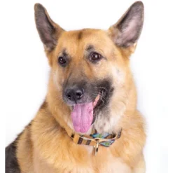 Country Brook Petz Native Arizona Martingale Dog Collar -Pet Shop GUEST 1c8b38be 47e3 4d23 8a59 bdb5a15bbd0f