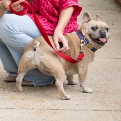 Country Brook Petz Signature Dog Collar Collection -Pet Shop GUEST 1c9322a8 b12c 441e b321 b373fd4158d9