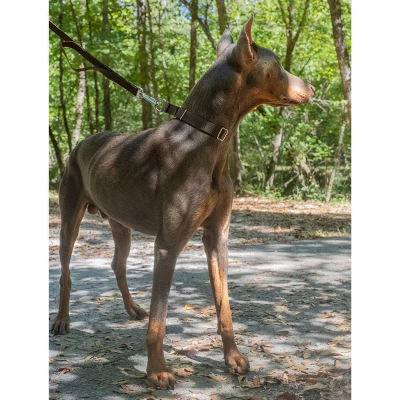 Country Brook Design Martingale Heavyduty Nylon Dog Collar 4 Country Brook Design Martingale Heavyduty Nylon Dog Collar - Image 2