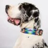Country Brook Petz Tie Dye Flowers Martingale Dog Collar And Leash 1 Country Brook Petz Tie Dye Flowers Martingale Dog Collar And Leash -Pet Shop GUEST 21c9de58 57f6 44a5 a35c 507ba3567d8d