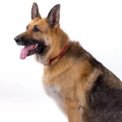 Country Brook Petz Premium Nylon Dog Collar 21 Country Brook Petz Premium Nylon Dog Collar -Pet Shop GUEST 22b7b38c 7e90 4a6a 8013 dab9ca4e4d64