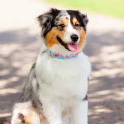 Country Brook Petz HossFit Jr Wide Premium Dog Collar - Spring Collection -Pet Shop GUEST 22c1d788 3229 4ff4 bae9 24a083394cb8 1