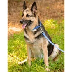 Country Brook Petz - Mermaid Scales Martingale Dog Collar -Pet Shop GUEST 23907000 6c53 4d31 9c9d 498bf1399385