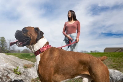 Country Brook Petz Premium Red Bandana Dog Collar 3 Country Brook Petz Premium Red Bandana Dog Collar