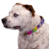 Country Brook Petz Paint Splatter Martingale Dog Collar -Pet Shop GUEST 269a2a47 deb2 4bd1 b577 80f07c70d1f5