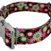 Country Brook Petz 1 1/2 Inch Premium Daisy Fields Dog Collar 1 Country Brook Petz 1 1/2 Inch Premium Daisy Fields Dog Collar -Pet Shop GUEST 293605d0 8164 4511 85a7 1564b44906a4