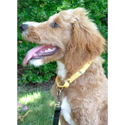 Front Page -Pet Shop GUEST 2cf6bfa1 2b13 4523 9db4 3a822ad15218 1