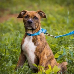 Country Brook Petz Blue Bone Camo Martingale Dog Collar And Leash -Pet Shop GUEST 2d87f0e6 5ed7 488f bedb 005a6f779993