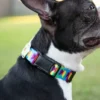 Country Brook Petz 1 1/2 Inch Deluxe Rainbow Hearts Dog Collar