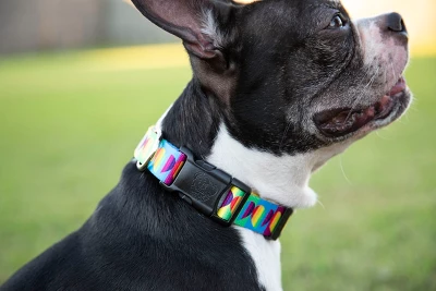 Country Brook Petz 1 1/2 Inch Deluxe Rainbow Hearts Dog Collar 3 Country Brook Petz 1 1/2 Inch Deluxe Rainbow Hearts Dog Collar