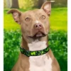 Country Brook Petz Premium Dog Collar - Irish Pride Collection -Pet Shop GUEST 3162aa52 474f 470d 93d2 22d0dbd23b09 2