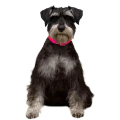 Country Brook Petz Premium Nylon Dog Collar 26 Country Brook Petz Premium Nylon Dog Collar -Pet Shop GUEST 34cb9c11 fdb9 4fef b438 ed71d09d630f