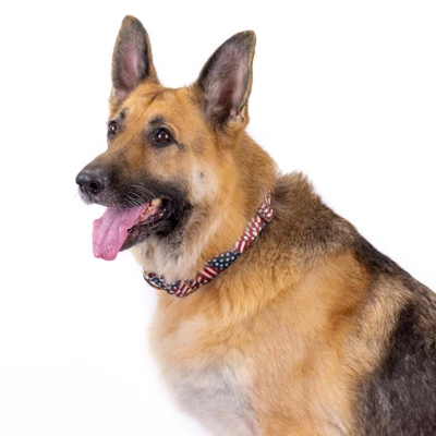 Country Brook Petz 1 1/2 Inch Premium Patriotic Tribute Dog Collar 3 Country Brook Petz 1 1/2 Inch Premium Patriotic Tribute Dog Collar