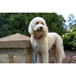 Country Brook Petz 6 Foot Dog Leash - Summer Breeze Collection