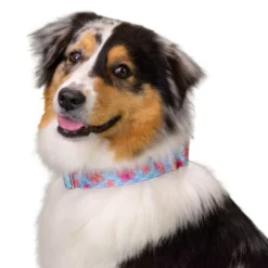 Country Brook Petz HossFit Jr Wide Deluxe Dog Collar - Spring Collection -Pet Shop GUEST 417d7719 0ae1 45cc 82eb 10701d01fdd2