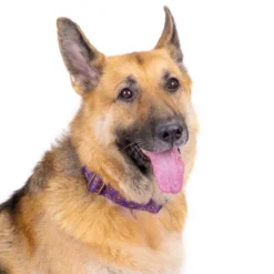 Country Brook Petz 1 1/2 Inch Deluxe Purple Paisley Dog Collar -Pet Shop GUEST 42741355 a3d2 428a 909c e6badf2ed1ff 1