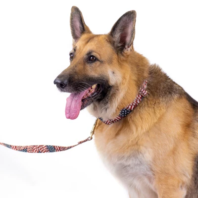 Country Brook Petz Patriotic Tribute Martingale Dog Collar 4 Country Brook Petz Patriotic Tribute Martingale Dog Collar - Image 2