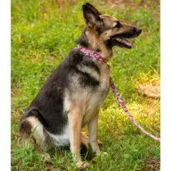 Country Brook Petz 1 1/2 Inch Premium Pink Paisley Dog Collar