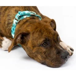 Country Brook Petz Oh My Dog Martingale Dog Collar -Pet Shop GUEST 45f547f6 877a 42e5 a8f2 056baef6be2c 1