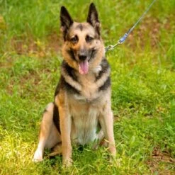 Country Brook Petz - Mermaid Scales Martingale Dog Collar -Pet Shop GUEST 4c7a6fb2 cb8d 4510 bd00 e46b3ddf4ff8