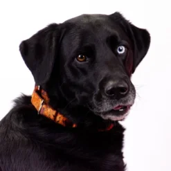 Country Brook Petz Orange Sunset Camo Martingale Dog Collar 11 Country Brook Petz Orange Sunset Camo Martingale Dog Collar -Pet Shop GUEST 4d3f0a6a c295 4019 aa40 091b9f0a1bed 1