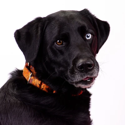 Country Brook Petz Orange Sunset Camo Martingale Dog Collar 6 Country Brook Petz Orange Sunset Camo Martingale Dog Collar - Image 4