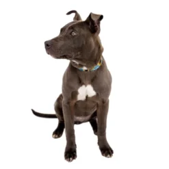 Country Brook Petz Sunflowers Martingale Dog Collar 10 Country Brook Petz Sunflowers Martingale Dog Collar -Pet Shop GUEST 4e2cebe6 7178 4df8 944d 7f3c62875b7d