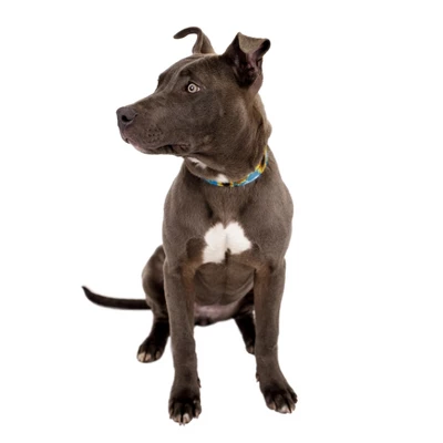 Country Brook Petz Sunflowers Martingale Dog Collar 6 Country Brook Petz Sunflowers Martingale Dog Collar - Image 4