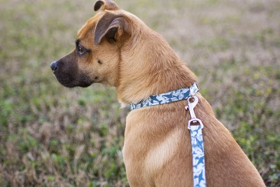 Country Brook Petz Premium Sharks Dog Collar 3 Country Brook Petz Premium Sharks Dog Collar