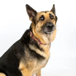 Country Brook Petz HossFit Jr Wide Premium Dog Collar - Paisley Collection (Pink Paisley, Medium) 17 Country Brook Petz HossFit Jr Wide Premium Dog Collar - Paisley Collection (Pink Paisley, Medium) -Pet Shop GUEST 521f073c fcd3 4372 b02b 62dd96c649f5