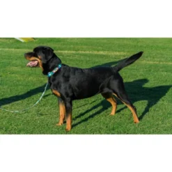 Country Brook Petz Tie Dye Flowers Martingale Dog Collar 16 Country Brook Petz Tie Dye Flowers Martingale Dog Collar -Pet Shop GUEST 596cb870 0d93 457a a3a4 eb7c4f419626